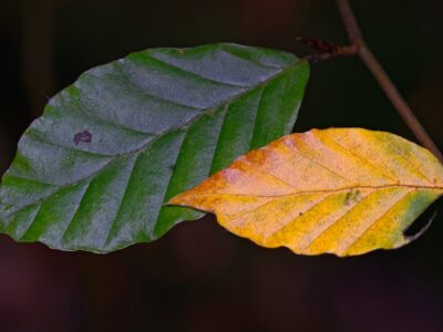 Lifestyle financial planning